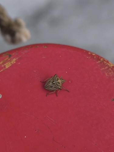 Ancyrosoma leucogrammes