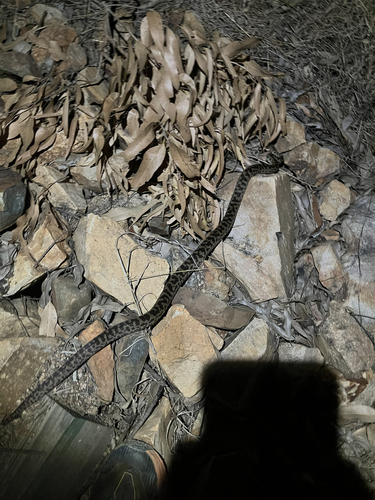 Spotted Python sighting