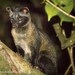 Common Palm Civets - Photo (c) Paolo Berrino, all rights reserved