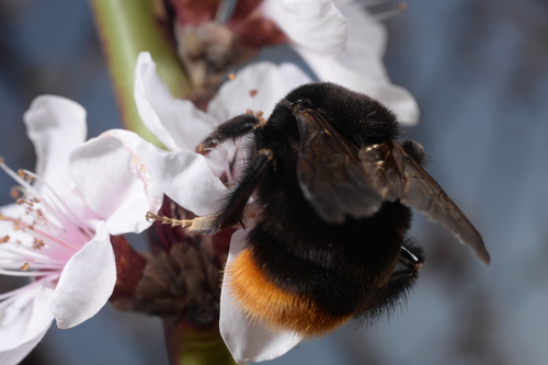Fiery-tailed Bumble Bee