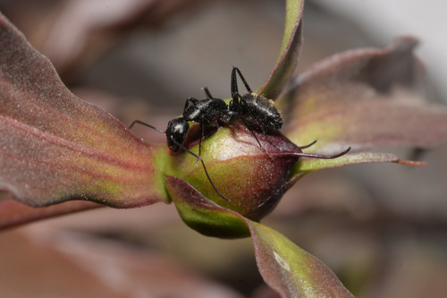 Japanese Carpenter Ant