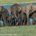 Elefante de Sri Lanka - Photo (c) Paolo Berrino, todos los derechos reservados, subido por Paolo Berrino