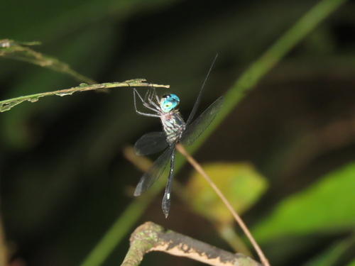 Micrathyria dido