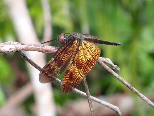 Bronze Flutterer