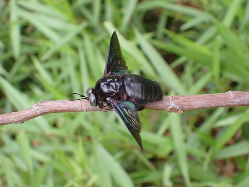 Broad-handed Carpenter Bee