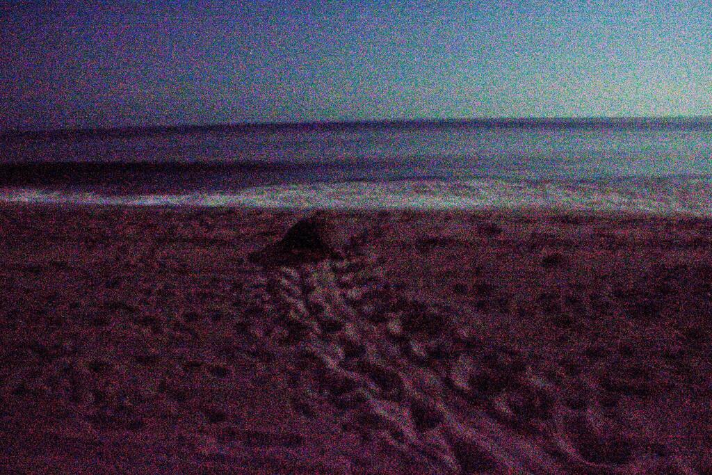 Loggerhead Sea Turtle in July 2009 by Misti. Full moon after 11pm to ...