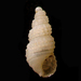 Odostomia virginalis - Photo (c) Cedric Lee, all rights reserved, uploaded by Cedric Lee