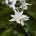 Dendrobium crumenatum - Photo (c) James Ojascastro, כל הזכויות שמורות, הועלה על ידי James Ojascastro
