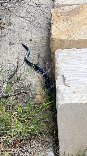 Red-bellied Black Snake sighting