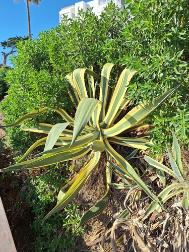 Avistamiento Pita (Agave americana)