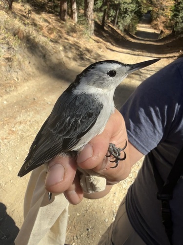 iNaturalist observation photo of White-breasted Nuthatch