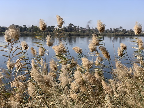common reed
