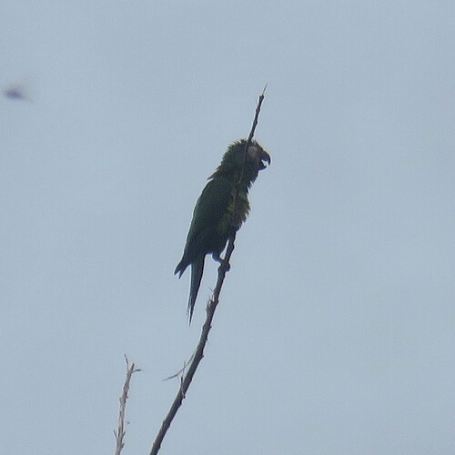 Dusky-headed Parakeet