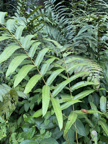 Cyathea chocoensis
