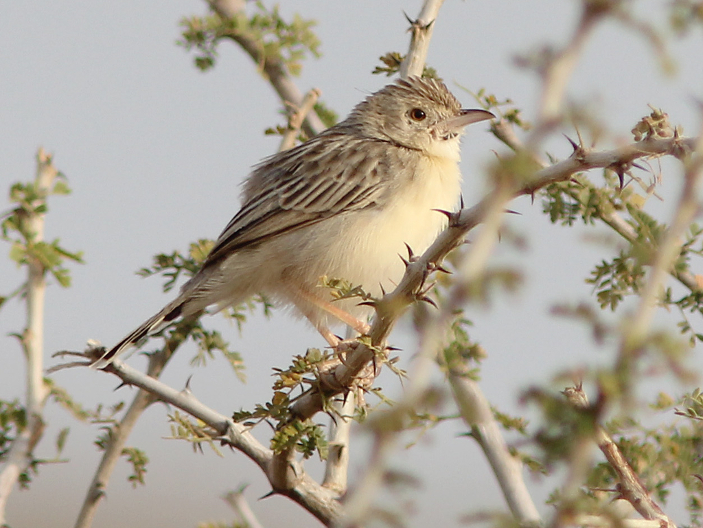 Ashy Cisticola photo