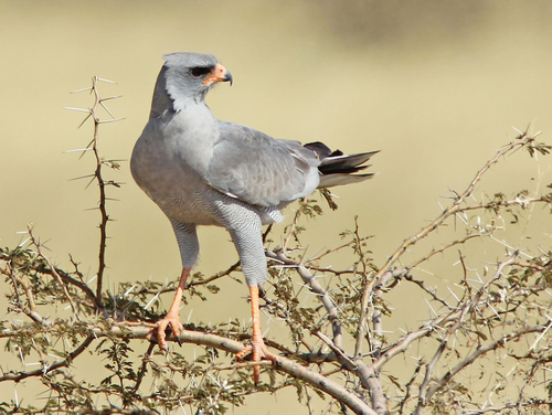 Dark Chanting-Goshawk