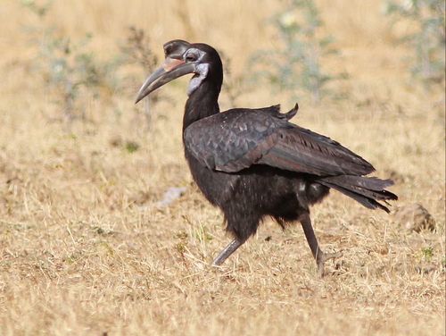 Abyssinian Ground-Hornbill
