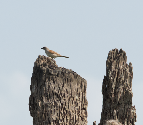 Northern Grey-headed Sparrow