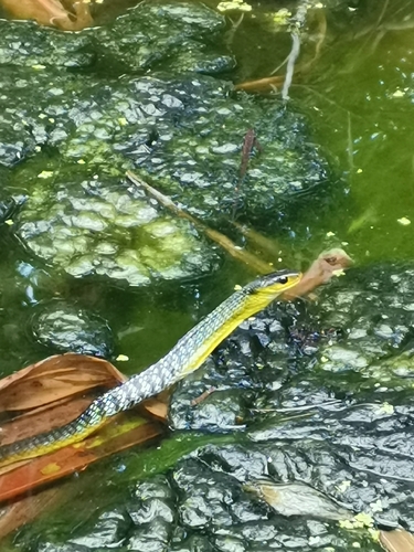 Common Tree Snake sighting