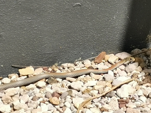 Yellow-faced Whipsnake sighting