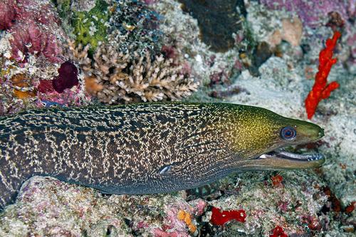 Undulated Moray