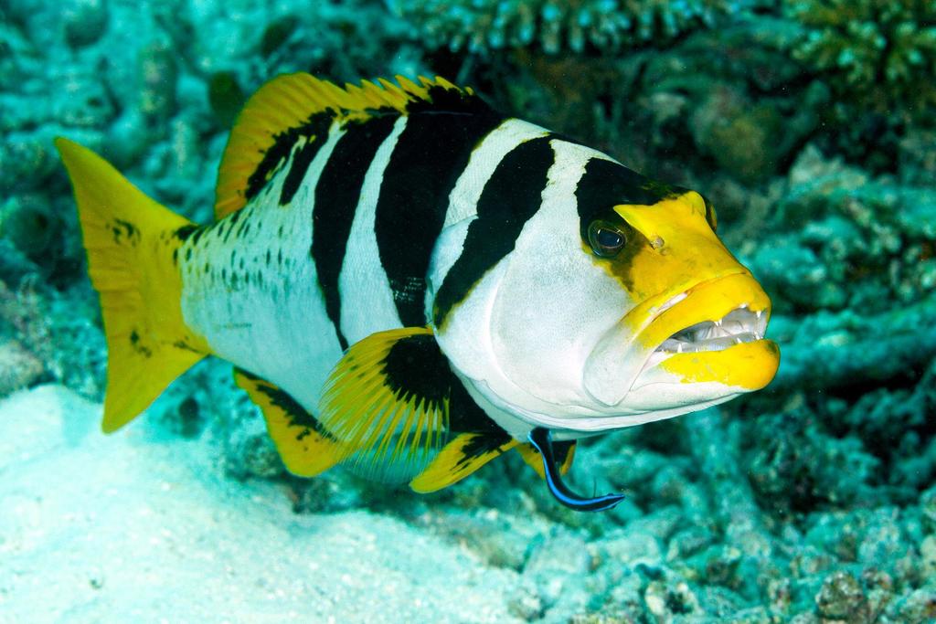 Blacksaddle Coralgrouper (Plectropomus laevis) · iNaturalist
