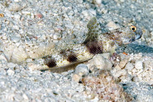 Fan Shrimpgoby — seen at this dive site