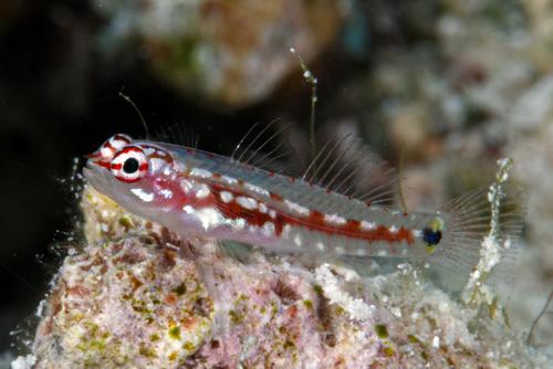 Eviota zebrina