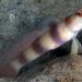 Giant Shrimpgoby - Photo (c) Jim Greenfield, all rights reserved, uploaded by Jim Greenfield