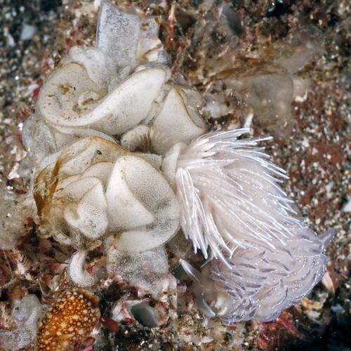 Favorinus blianus