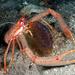 Rugose Squat Lobster - Photo (c) Jim Greenfield, all rights reserved, uploaded by Jim Greenfield