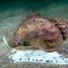 Common Whelk - Photo (c) Jim Greenfield, all rights reserved, uploaded by Jim Greenfield