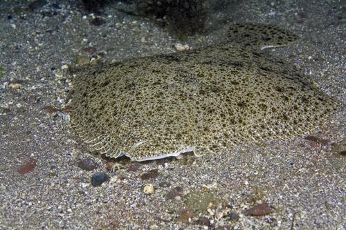 Turbot