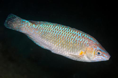 Small-mouthed Wrasse