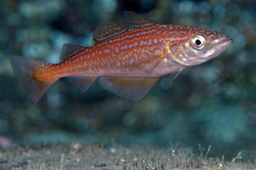Atlantic Pollock