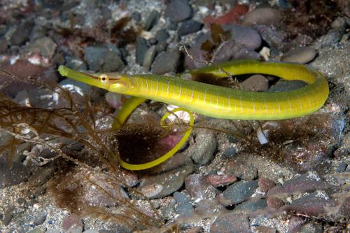 Snake Pipefish