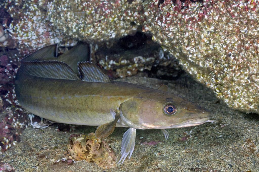 Common ling (Molva molva) — Lotidae