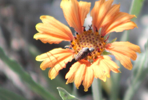 Acmaeodera auritincta
