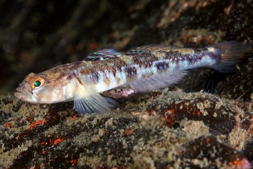 Painted Goby