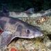 Small-spotted Catshark - Photo (c) Jim Greenfield, all rights reserved, uploaded by Jim Greenfield