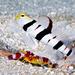 Dracula Shrimpgoby - Photo (c) Jim Greenfield, all rights reserved, uploaded by Jim Greenfield
