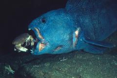 Atlantic Wolf Fish