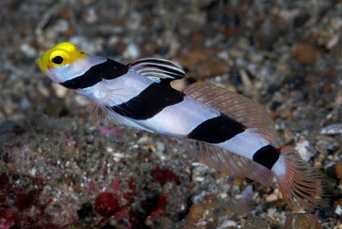 Stonogobiops xanthorhinica