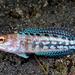 Variable Jawfish - Photo (c) Jim Greenfield, all rights reserved, uploaded by Jim Greenfield