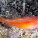 Pygmygobies - Photo (c) Jim Greenfield, all rights reserved, uploaded by Jim Greenfield