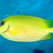 Blackeye Rabbitfish - Photo (c) Jim Greenfield, all rights reserved, uploaded by Jim Greenfield