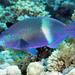 Purple-brown Parrotfish - Photo (c) Jim Greenfield, all rights reserved, uploaded by Jim Greenfield
