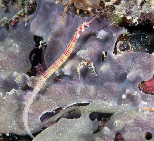 Corythoichthys insularis