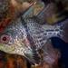 Orbicular Cardinalfish - Photo (c) Jim Greenfield, all rights reserved, uploaded by Jim Greenfield