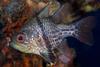 Orbicular Cardinalfish - Photo (c) Jim Greenfield, all rights reserved, uploaded by Jim Greenfield